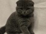 Cute kitty - Scottish Fold Kitten For Sale - 