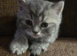 Charming kitty - Scottish Straight Kitten For Sale - 