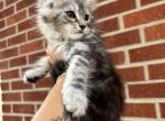 Foxy - Maine Coon Kitten For Sale - 