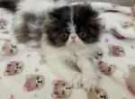 Black and White Bicolor Persian Cutie - Persian Kitten For Sale - Norman, OK, US