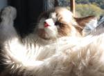 Pogi - Ragdoll Kitten For Sale - Drocton, PA, US