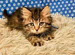 B1Blue - Siberian Kitten For Sale - 