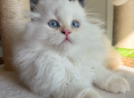 Bunny - Scottish Fold Kitten For Sale - New York, NY, US