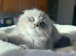 Limpo - Scottish Fold Kitten For Sale - New York, NY, US