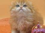 Scottish fold boy - Scottish Fold Kitten For Sale - Greenville, SC, US