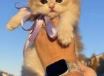 Tobi - British Shorthair Kitten For Sale - Greenville, SC, US