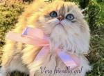 Scottish longhair girl - Scottish Fold Kitten For Sale - Greenville, SC, US