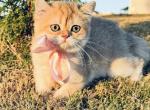 Barbi - British Shorthair Kitten For Sale - Greenville, SC, US