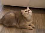 Gulu - British Shorthair Kitten For Sale - Santa Clara, CA, US