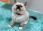 Red collar female - Ragdoll Kitten For Sale - 