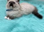 Blue collar female - Ragdoll Kitten For Sale - 