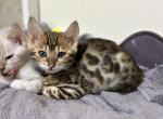 Scarlet - Bengal Kitten For Sale - 