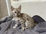 Oddball - Bengal Kitten For Sale - 