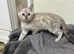 Zero - Bengal Kitten For Sale - 