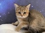 Umi Scottish Fold Golden female - Scottish Fold Kitten For Sale - Odessa, FL, US