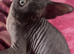 Tokyo - Sphynx Kitten For Sale - Long Island City, NY, US