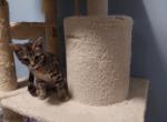 Layla's girls - Bengal Kitten For Sale - Cadillac, MI, US