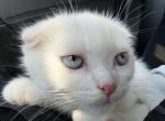 Bubbles - Domestic Kitten For Sale - Hamilton Township, NJ, US