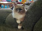 Yahtzee - Ragdoll Cat For Sale/Service - 