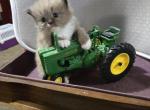 Gunky - Ragdoll Kitten For Sale - 