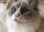 Full Ragdoll - Ragdoll Kitten For Sale - 