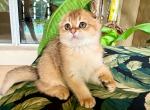 Scottish  Fold Golden male - Scottish Fold Kitten For Sale - Orlando, FL, US