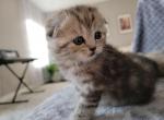 Lily - Scottish Fold Kitten For Sale - Commerce City, CO, US