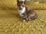 Chicken Nugget - Minskin Cat For Sale - Hartford, CT, US