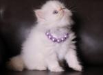 Persian - Himalayan Kitten For Sale - Los Angeles, CA, US