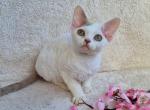 Nelly Devon Rex female lilac van - Devon Rex Kitten For Sale - Miami, FL, US