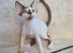 Neko Devon Rex male chocolate harlequin - Devon Rex Kitten For Sale - Miami, FL, US