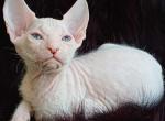 Xmen Donskoy Sphynx male white - Sphynx Kitten For Sale - Miami, FL, US