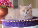 Mark British Shorthair male lilac golden shaded - British Shorthair Kitten For Sale - Miami, FL, US