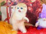 Patricia Scottish Fold female black golden chinch - Scottish Fold Kitten For Sale - Miami, FL, US