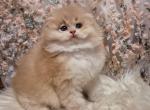 Kevin Scottish Fold male lilac golden shaded - Scottish Fold Kitten For Sale - Miami, FL, US