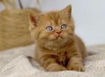 Olly British Shorthair male cinnamon - British Shorthair Kitten For Sale - Miami, FL, US