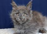 Charlie Maine Coon male blue smoke - Maine Coon Kitten For Sale - Miami, FL, US