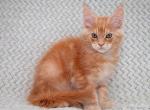 Perseus Maine Coon male red silver tabby - Maine Coon Kitten For Sale - Miami, FL, US