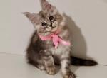 Deisy Maine Coon female black silver tabby - Maine Coon Kitten For Sale - Miami, FL, US