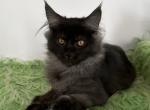 Flafi Maine Coon female black smoke - Maine Coon Kitten For Sale - Miami, FL, US