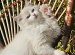 Dariy Ragdoll male seal lynx bicolour - Ragdoll Kitten For Sale - Miami, FL, US