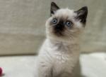 Sophie Scottish Straight female seal pointed - Scottish Straight Kitten For Sale - Miami, FL, US