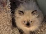 CFA Registered Male Seal Point Himalayan - Himalayan Kitten For Sale - Perry, FL, US