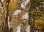 Highlander Purebred Kittens from Oakley's Litter - Highlander Kitten For Sale - 