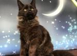 Sofi - Maine Coon Kitten For Sale - New York, NY, US