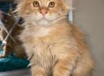 Talisman - Maine Coon Kitten For Sale - New York, NY, US