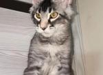 Smoki - Maine Coon Kitten For Sale - New York, NY, US