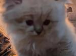 CFA Registered Male Lynx Point Himalayan - Himalayan Kitten For Sale - Perry, FL, US