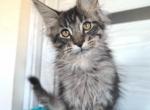 Taison - Maine Coon Kitten For Sale - New York, NY, US