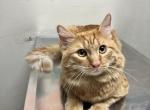 Charlie - Domestic Kitten For Adoption - Moreno Valley, CA, US